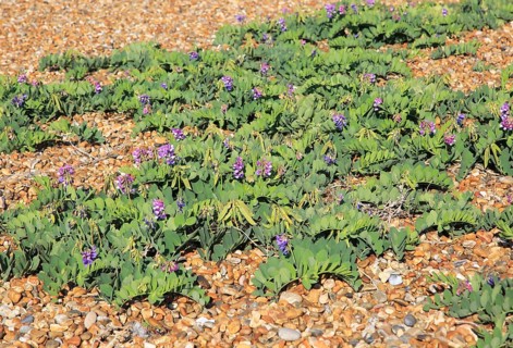 Sea Pea plant, Lathyrus japonicus, growing on beach at Shingle Street, Suffolk, England, UK