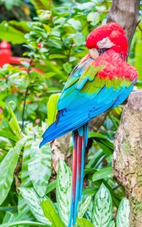 Brightly colored parrot in a zoo of Singapore