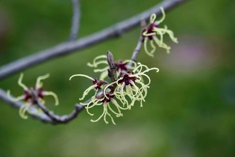 Witch-hazel (Hamamelis), February, Germany, Europe