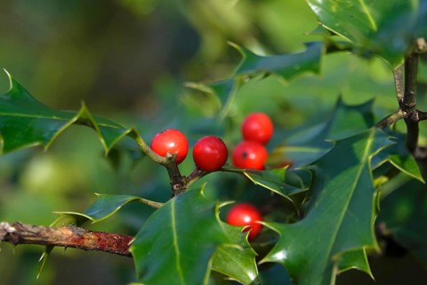 Holly (Ilex aquifolium), February, Germany, Europe