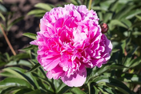 Pink peony flower in a botanical garden