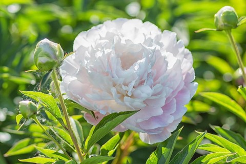Pink peony flower in a botanical garden