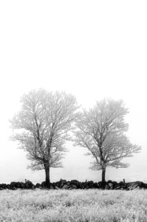 Aubrac plateau. Isolated trees in winter. Lozere department. Occitanie.France