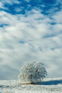Aubrac plateau, snowy tree, Lozere department, Occitanie, France, Europe