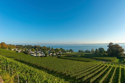 Campsite, caravan, blue sky, vineyards, Hagnau am Lake Constance, Baden-Württemberg, Germany,
