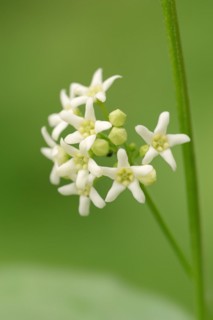 European spindle (Euonymus europaeus), flowers, North Rhine-Westphalia, Germany, Europe