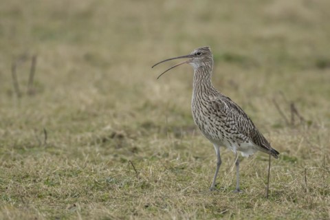 Eurasian curlew (Numenius arquata) adult bird calling on grassland, England, United Kingdom, Europe