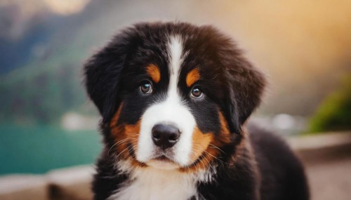 Pets, Dog, Bernese Mountain Dog, Puppy, AI-generated, AI generated