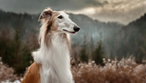 Pets, dog, borzoi, greyhound, recognised Russian dog breed, AI-generated, AI-generated, AI