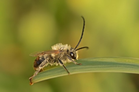 Long-horned bee (Eucera spec.), male, Provence, southern France