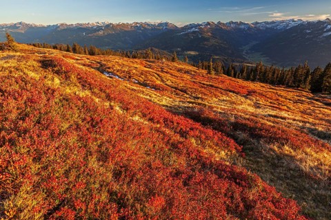 Autumn colouring of blueberry (Vaccinium) in front of mountains, evening light, view of