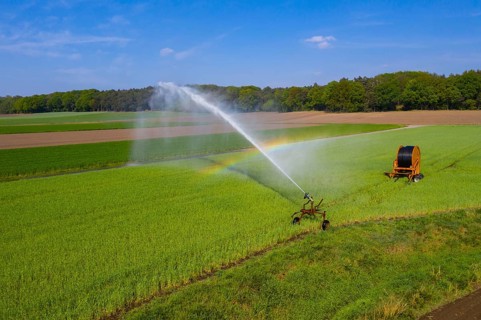 Irrigation of a wheat field on the Lower Rhine, with a mobile irrigation machine, large-area