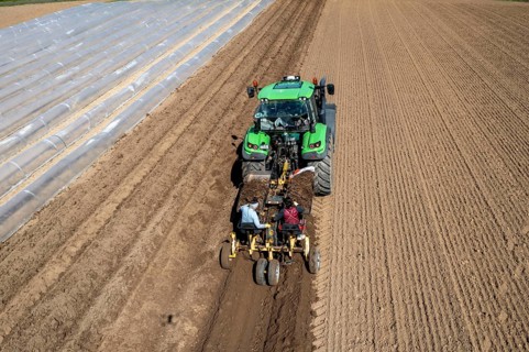 Asparagus farm, asparagus plant, planted in a field, with a planting machine, after a good year the