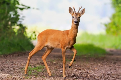 A european roe deer (Capreolus capreolus) with raised leg stands on a forest path and looks into