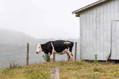 Cow stands next to a barn, Road W-254, Chiloe, Chile, South America