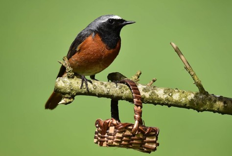 Common redstart (phoenicurus phoenicurus) on a branch, Germany, Europe