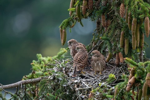 Common kestrel (Falco tinnunculus), young birds not yet ready to fly in the nest,