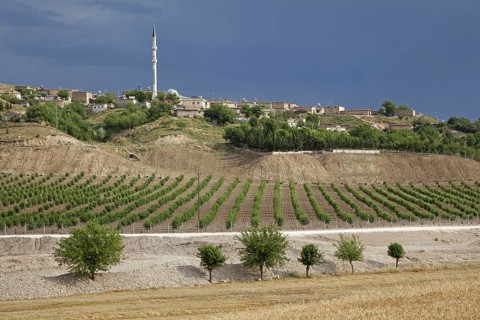 Vineyard and minaret in rural village in Anatolia, Turkey, Asia
