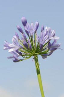 Blue lily (Agapanthus africanus), flowers, native to Africa, ornamental plant, North