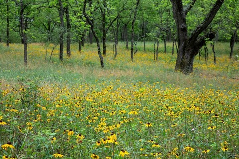 Yankee Springs Twp., Michigan, Black-Eyed Susans (Rudbeckia hirta) in a forest clearing