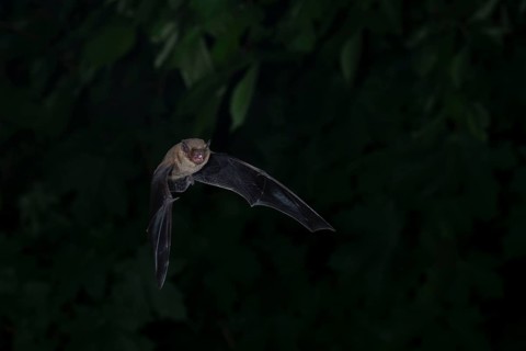 Common pipistrelle (Pipistrellus pipistrellus) hunting insects in front of deciduous forest,