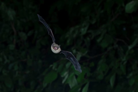 Brandt's bat (Myotis brandtii) hunting insects in front of deciduous forest, Brandenburg, Germany,