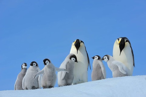 Emperor penguins, Aptenodytes forsteri, Pair with Chicks, Snow Hill Island, Antartic Peninsula,