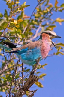 Africa, Botswana, Fork-tailed Roller, Coracias caudatus, Botswana, Africa