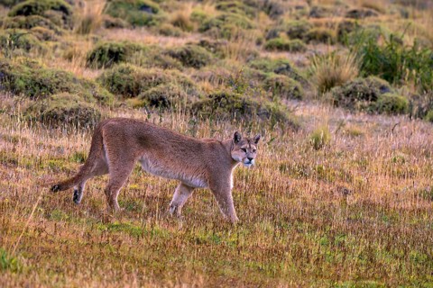 Cougar (Felis concolor patagonica) wbl. Torres del Paine NP, Chile, Torres del Paine NP, South