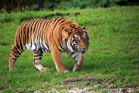 Sumatran Tiger (Panthera tigris sumatrae), adult male running, Sumatra