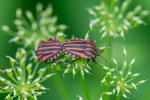 Italian striped bugs (Graphosoma italicum) mating on a flower, Bavaria, Germany, Europe