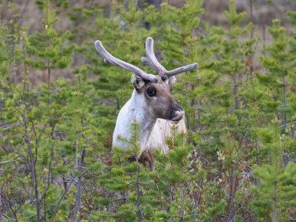 Reindeer (Rangifer tarandus), male alert, standing amongst young fir trees, with velvet on