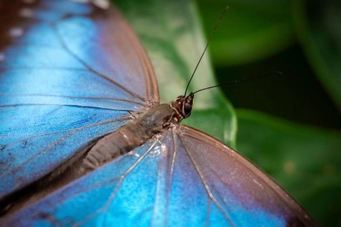 Morpho helenor, blue morpho butterfly sitting on a leaf, Alajuela province, Costa Rica, Central