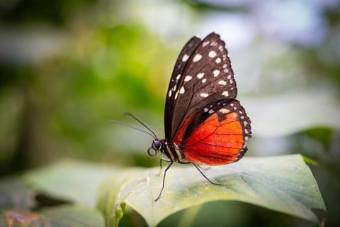 Tarricina half glasswing (Tithorea tarricina pinthias), red black butterfly sitting on a leaf,
