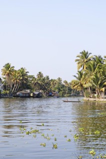 River landscape with palm trees in the canal system of the backwaters, Kerala, India, Asia