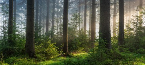 Panorama, spruce forest with natural regeneration, sun shining through morning fog, Thuringian