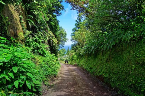 The Caldeira das Sete Cidades crater circular trail winds its way through a green corridor of trees