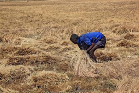 Amhara region, farmers harvesting teff, teff, tef, dwarf millet, Eragrostis tef, seeds are