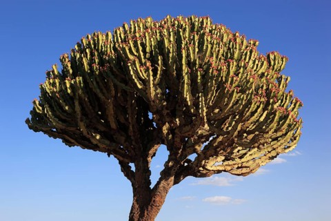 Euphorbia candelabrum, Euphorbia tree, spurge plant, Ethiopia, Africa