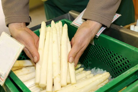 Verkäuferin hält einen Spargelbund in ihren Händen (Sales woman holding a bunch of asparagus in her