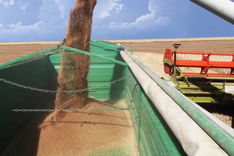 Grain harvest with combine harvester, the grain is unloaded