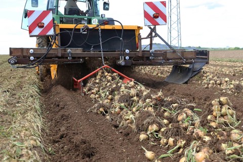 Farmer Markus Frank from Frankenthal during the agricultural onion harvest (onion harvesting)