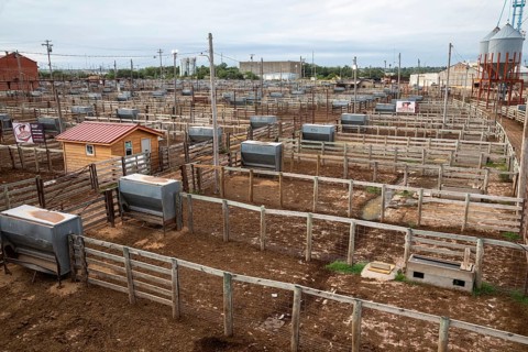 Oklahoma City, Oklahoma, Cattle pens at the Oklahoma National Stockyards. Since it was founded in