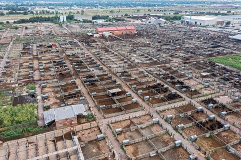 Oklahoma City, Oklahoma, The Oklahoma National Stockyards. Since it was founded in 1910, more than