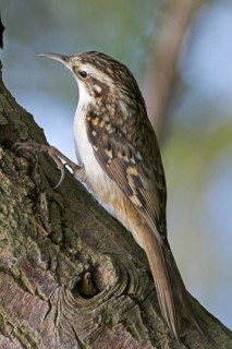 Woodcreeper, (Certhias familiaris)