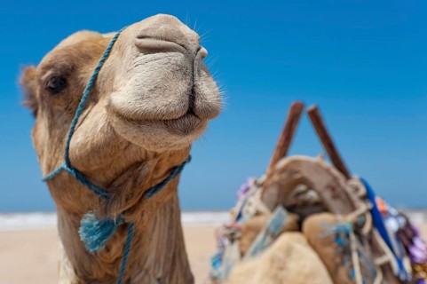 Dromedary (Camelus dromedarius), Arabian camel in head portrait, head, animal, farm animal, detail,