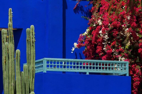Majorelle Garden, botany, cactus, cacti, bougainvillea, flora, plant, botany, tropical, climate,