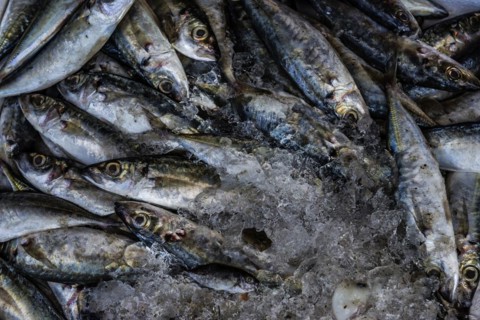 Fish on display, ice, iced, fresh, chilled, shelf life, preserve, preservation, food, nutrition,