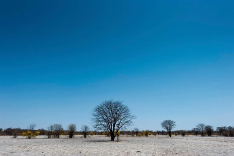 Bizarre landscape in a salt pan, drought, heat, global warming, tree, dead, drought, desert,