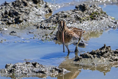 Common snipe (Gallinago gallinago) in camouflage colours foraging in the mud along muddy shore of